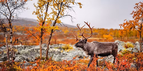 Cesty na sever - kino POLN\u00c1 \/ p\u0159edn\u00e1\u0161\u00ed Pavel Svoboda