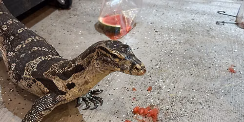 Feed the lizards