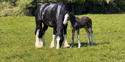 \u2764\ufe0f Heart Trees Heavy Horse Open Day 2026 \u2764\ufe0f