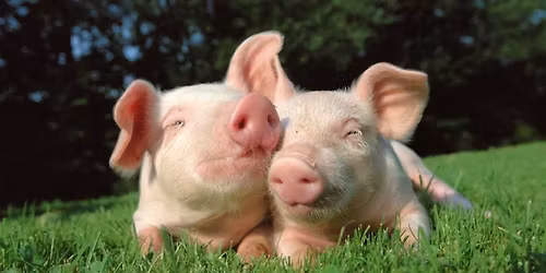 Vegan Potluck and speakers with VINE Sanctuary and Compassionate Dining