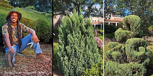 Look & Learn: Topiary Art with Michael P. Gibson (On-site Drop-in Demonstration)