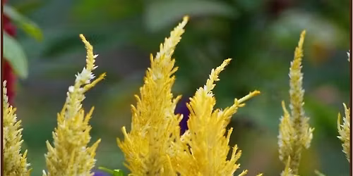  Creating Beauty  with Dried Flowers:  Wreaths & Seasonal D\u00e9cor