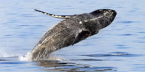 Wild Alaska Escape - May 2026