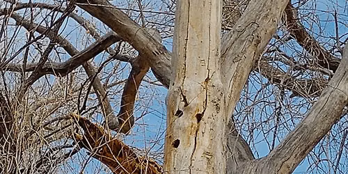 The Secret Life of a Dead Tree