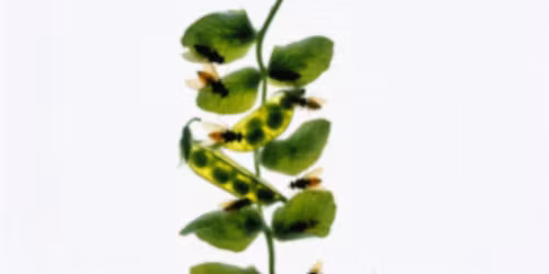 FUTURE PROTEINS
