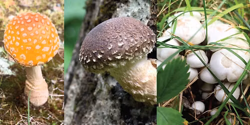 Mushroom Identification Walk