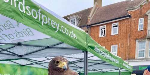 Birds of Prey Experience