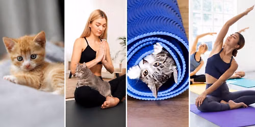 Paws and Reflect Kitten Yoga