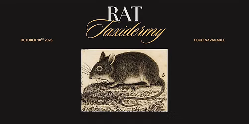 Rat Taxidermy Workshop