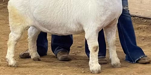 Carolina Country Classic Boer Goat Show