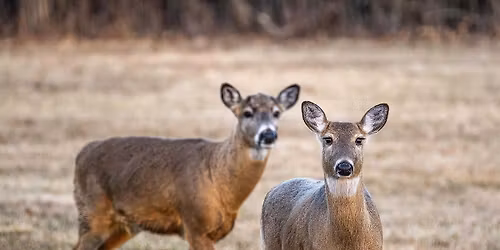 Deer Tails and Trails