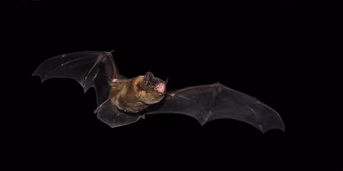 Fledermaus-Exkursion: Auf den Spuren unserer heimlichen K\u00f6niginnen der Nacht