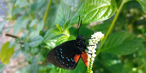 GI - BMP in SPANISH Green Industries Best Management Practices EN ESPANOL