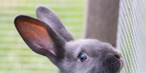 Family Discovery Day: Agriculture (all ages)