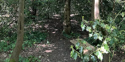 The Wild Woman Walk