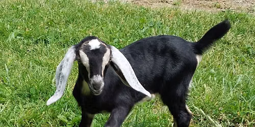 Baby Goats at the Market