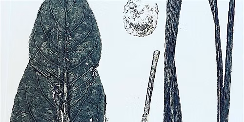 Printing with Plants Art Workshop - Borski Park