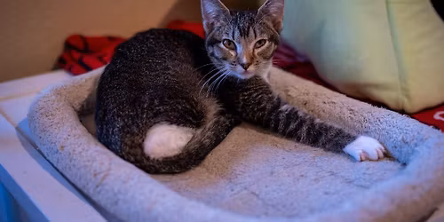 Shelter Slumber Pawty