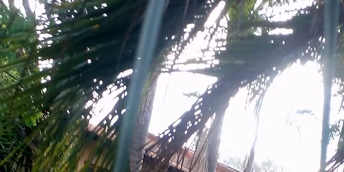 Backyard garden ideas