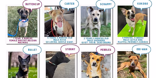 DOG ADOPTION EVENT - NAPERVILLE