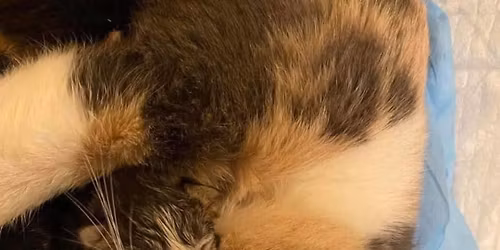 $100 Adoptions for Kittens & Cats at Vacaville Petsmart!