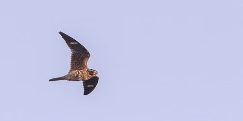 Nighthawk Migration Watch