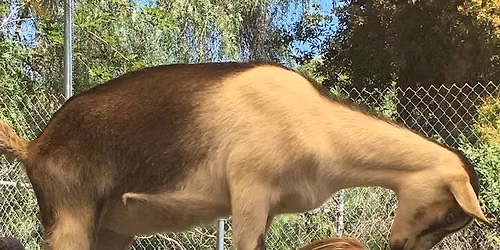 Blissful Goat Yoga "Light"