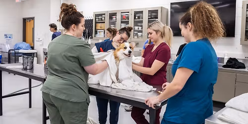 Fall Community Dog Wash