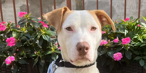 NYC - Earl Grey Tea Party 2.0