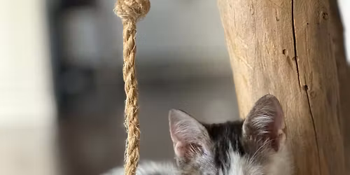 Saturday Adoption Event