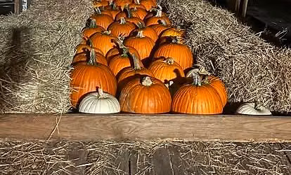 Not Too Spooky Night Hayride
