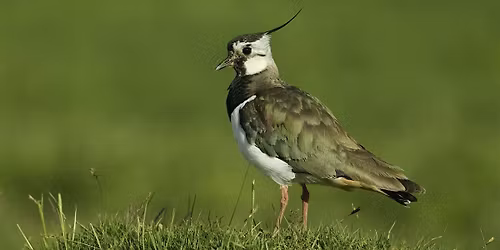 Wildlife Wander at Lunt Meadows