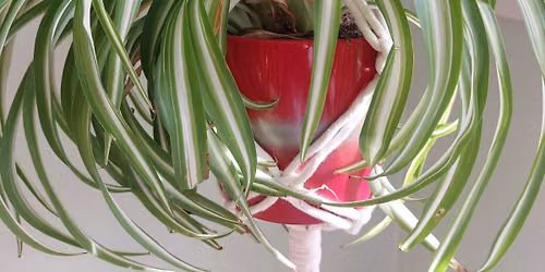 Macram\u00e9 Plant Hanger Workshop at the Craftea Cafe