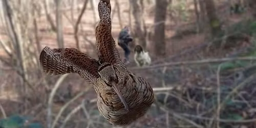 HAUGALANDSPR\u00d8VEN 2025