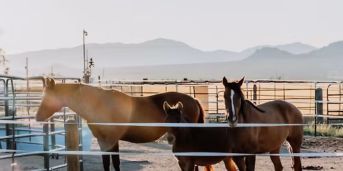 Hay for Horses Fundraiser, Las Cruces, New Mexico