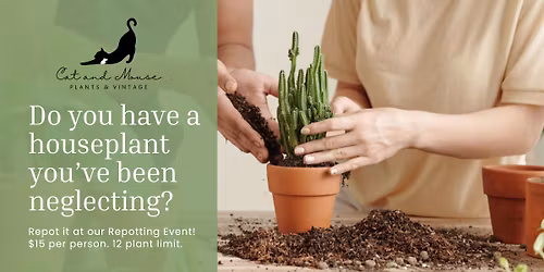 Semi-Annual Repotting Event at Cat & Mouse Plants
