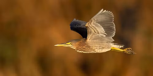 November FBC Walk: Coyote Hills