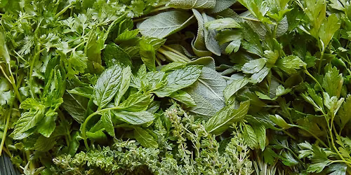 Herbs with Chef Josiah