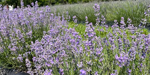 Community Nature Journaling