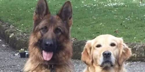 Dog Behaviour Workshop