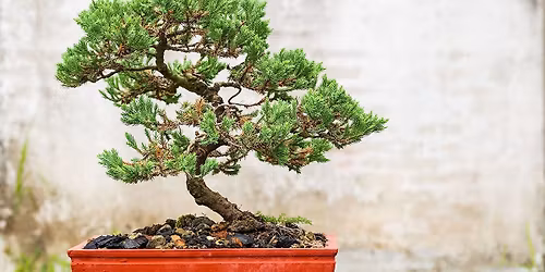 Corin Tomlinson, Greenwood Bonsai Studio (Guest speaker)