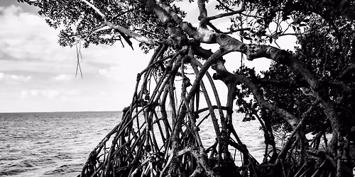 Florida Mangroves: Ecology, Protection and Maintenance