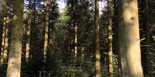 Vandring og viden: De \u201cfremmede\u201d tr\u00e6ers sk\u00e6bne