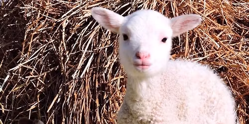 2026 DCFI convention 