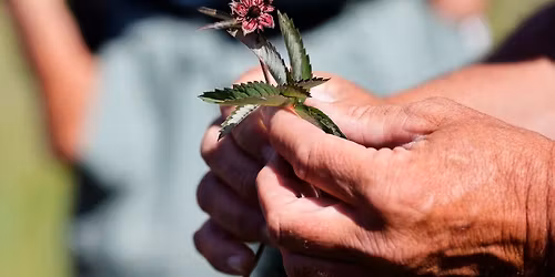 Oplev de mange sj\u00e6ldne blomster i den lukkede del af Lille Lyngby mose