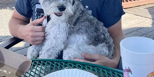 Pooches on the Patio: Best Beach Bum Dog-Owner Lookalike Contest