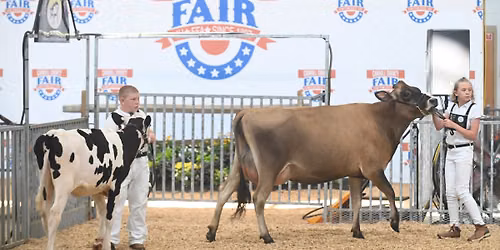 Dairy Cattle Show