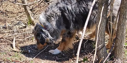 Introduction to (deer) Shed hunting