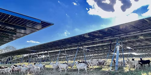 Pasture Walk at Maryland Solar Grazing Solutions