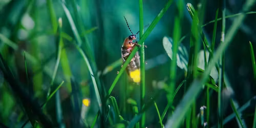 Family Firefly Glow Hike and Campfire: Hidden Oaks